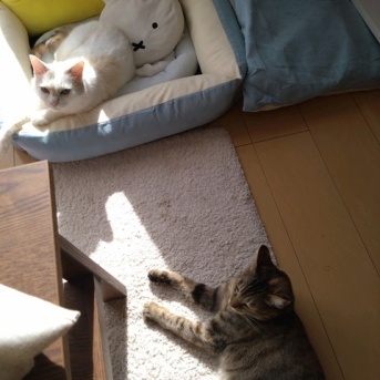 実物のﾈｺﾁｬﾝたちセカンド239