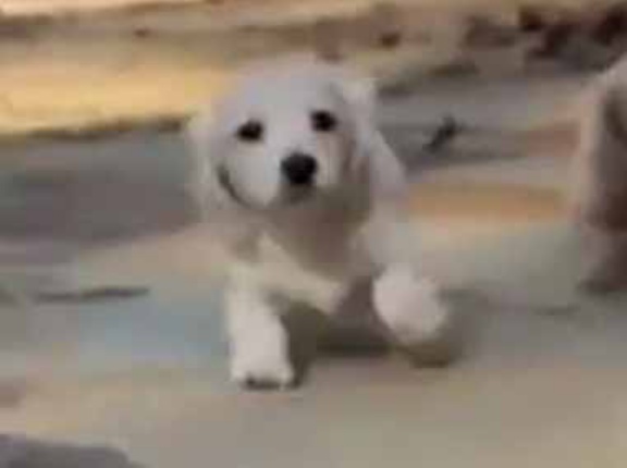 逃げると奴らが追ってきた。これ受け取って～！ → １匹、葉っぱの贈り物です…