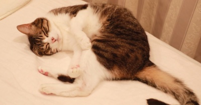 ナデナデ待ちの猫。
