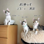猫とお酒と日々のこと