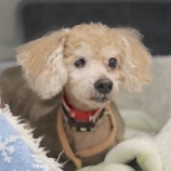 『保護犬&猫の譲渡会のお知らせ』の画像