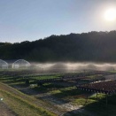 春出しネメシア、2回目準備中