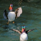 『投稿：色鮮やかなオシドリ雄　2025/12/15』の画像