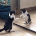 【ＧＩＦ画像】衝撃のgif、見つかる