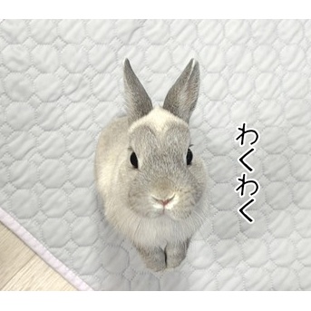 うさぎのルリ(6/6追記)