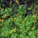 「鳥取の野生植物」８　「ナガミノツルケマン」若桜町
