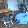 馴れ猫だけど・・・問題児だいずくんのご紹介