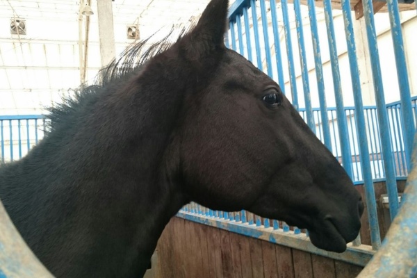 馬々とりんごの日々 19年02月