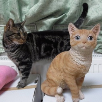 猫たちの愛らしい悪行いろいろ