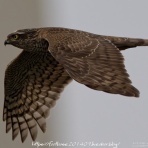 footloose201409(トップページ)