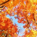 11/16　紅葉・黄葉 ２