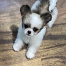 まる耳チワシーズくん