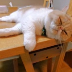 ”猫おでん”あり〼。