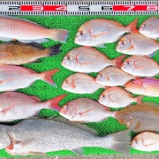 2026年5月11日　釣果