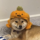 外国人「柴犬を飼ってる人は2音節の日本語の名前をつけている説」