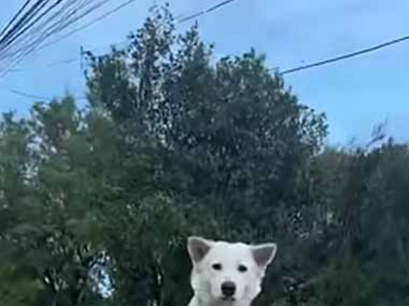 あなたもきっと２度見してしまう。通りを歩く人を観察中♪ → 犬はいつもここにいます…