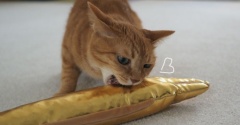 黄金のウツボと猫♪