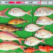 2026年4月22日　釣果