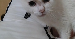 実物のﾈｺﾁｬﾝたちセカンド288