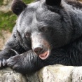 クマに注意！命を守る行動を！新潟県が『クマ出没特別警報』を発表！警戒強化11月30日まで。