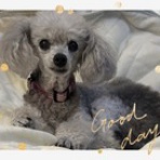 Dr.きょうのぼちぼちブログ