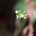 〇〇山麓で花活