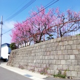 『臥竜梅と桜』の画像