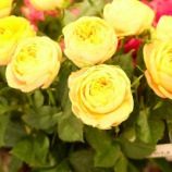 �ؿ����ʼ���ΥХ�ʥ���󥸡����������ϡˡ��Х�ե����ˤơ٤β���