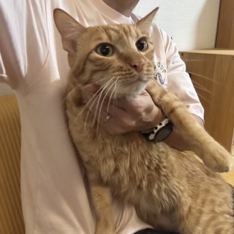 マレーシア生まれの猫は日本の冬に対応できるのか？