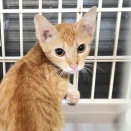 生後５ヶ月　虎豆　募集中