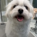 ★明和店トリミングブログ★