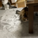 ハンターごっこ