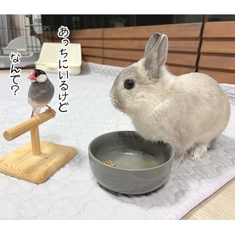 うさぎのルリ(6/17追記)