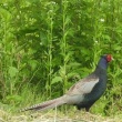 今日見た野鳥　ホオジロ・ヒヨドリ・キジバト・キジ