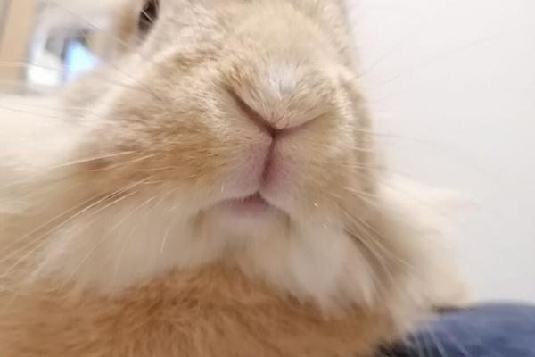 Capella マクラメとうさぎとねこ さちちゃん