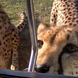 『甘えるチーターの声が驚くほど猫』の画像