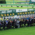 G1勝てると思ってた競走馬