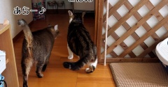 居候とラブアタックは粘り腰