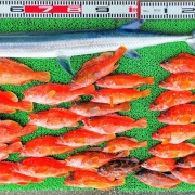 2026年7月18日　釣果
