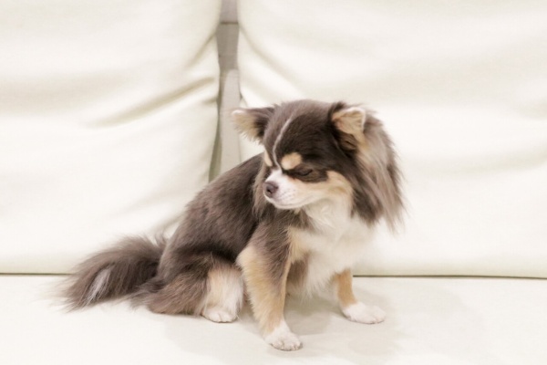 たかシェフのおうちごはん と 白い犬 と チワワ 21 Powered By ライブドアブログ