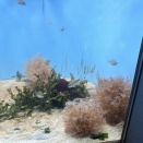 いおワールド鹿児島水族館２７