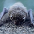 【悲報】男の子、コウモリと接触した結果・・・・