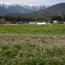 ＜速報2＞れんげ草の花も満開［382回］