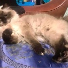 【秋に猫に気をつける事】