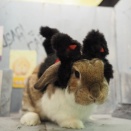 2月12日のグルーミングフォト