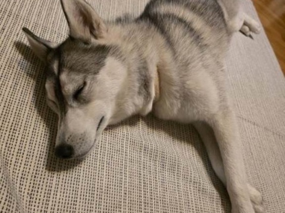 ハスキーのレディちゃんトライアルが始まりました💕💕👌