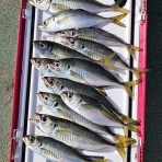 神島観光汽船　釣果(運航)情報