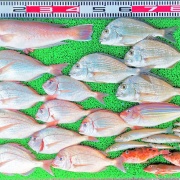2026年5月17日　釣果