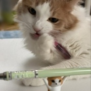 ペンを持ち上げるネコとペンを噛む猫