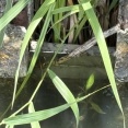 アリンコの道を水で閉ざす